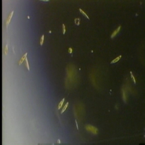 EUGLENA