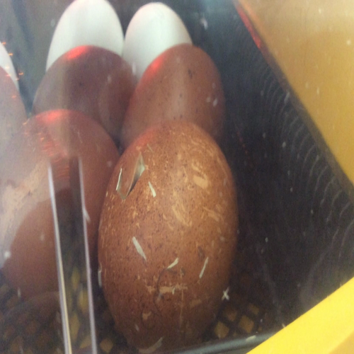 grey apple tablet 316