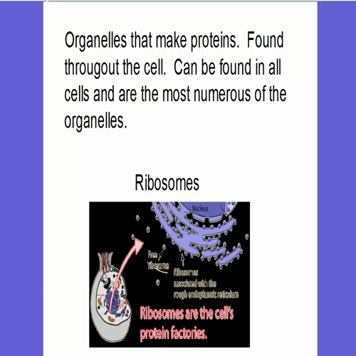 organelle functions