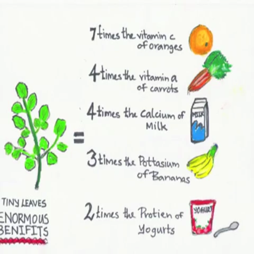 Trees of Life - Sri Lankan charity