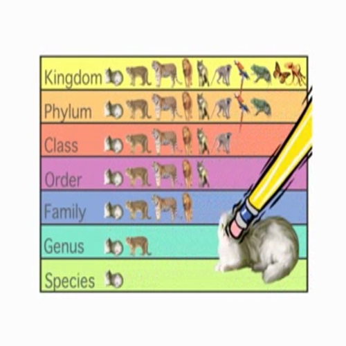 Classification of Living Things