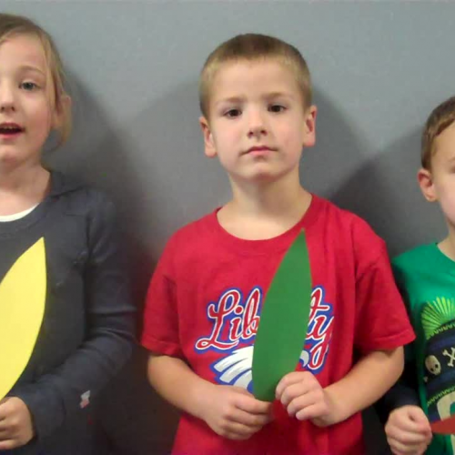 brandsma, thankful feathers video