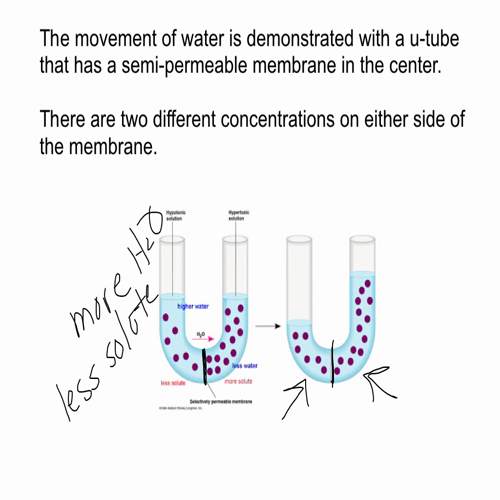 video 4.3 osmosis and tonicity