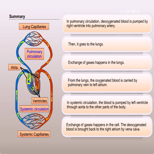 summary - pulmonary and systemic circulation