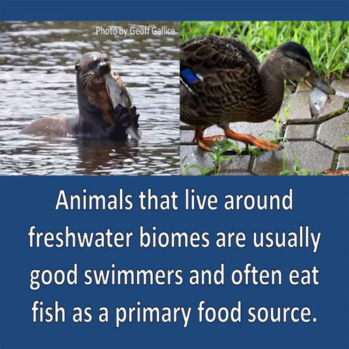 freshwater adaptations