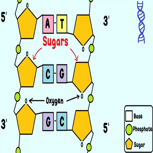 dna replication_ the cell's extreme team sport