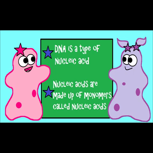 dna structure and function