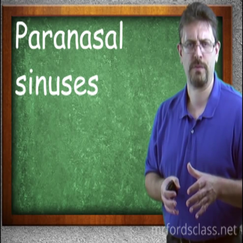 respiratory system  upper respiratory tract of the respiratory system (1602)