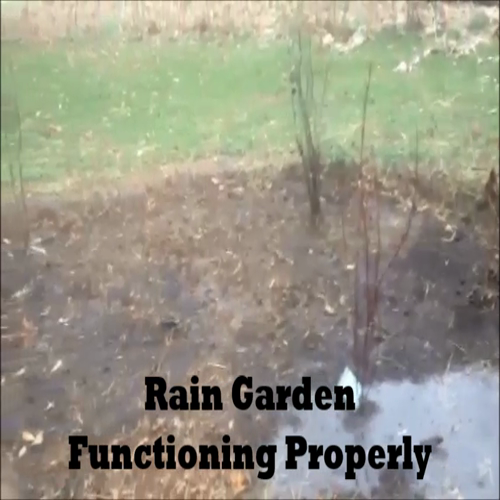 rain garden video before and after