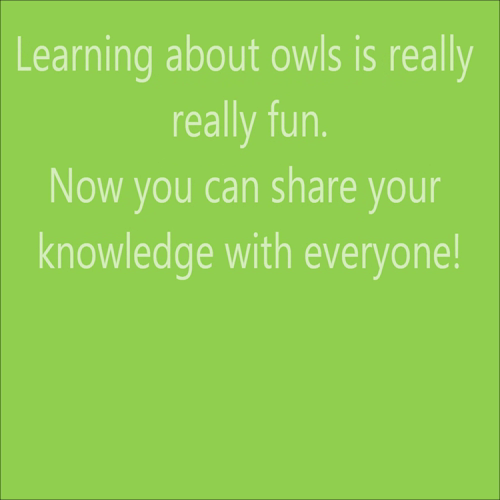 Barn Owls (y1)