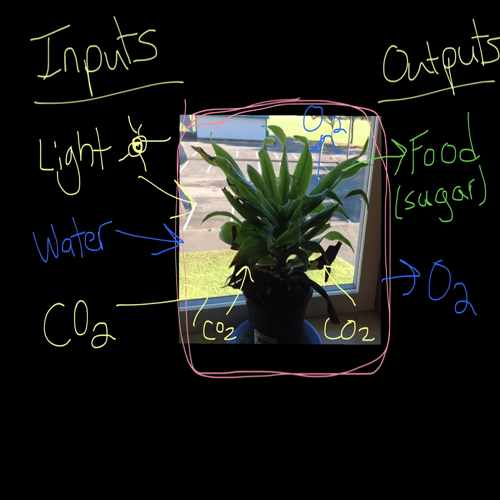 photosynthesis review video