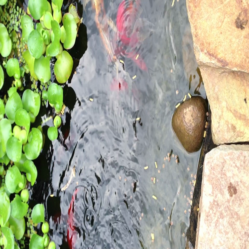 30 seconds of Koi Fish eating (and a few pond comets)