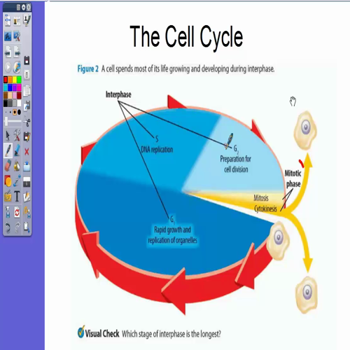 the cell cycle