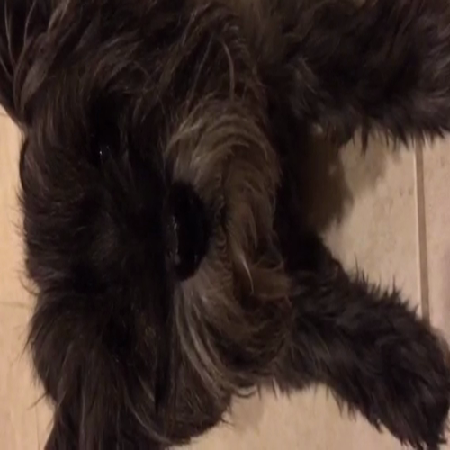 Book Review on McDuff and the New Baby by Rosemary Wells