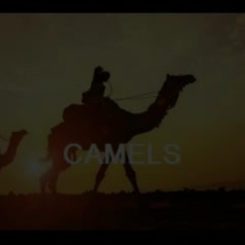 PhotoStory CAMELS