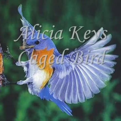 Why The Caged Bird Sings - Alicia Keys 
