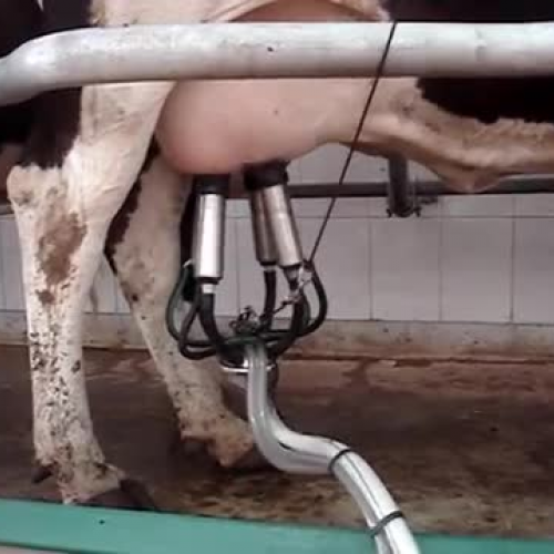 Milking a Cow-Machine