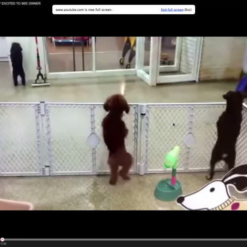 Puppy Excited to See Owner