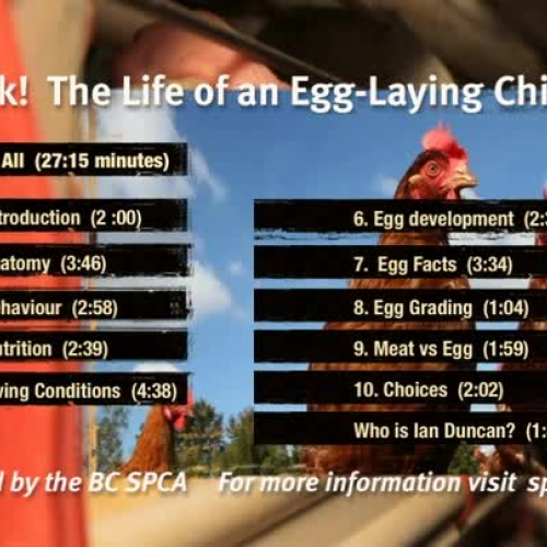 Cluck! The Life of an Egg-Laying Chicken: Introduction