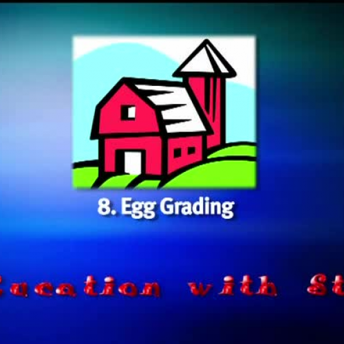 Grading Eggs - Cluck! The Life of an Egg-Laying Chicken