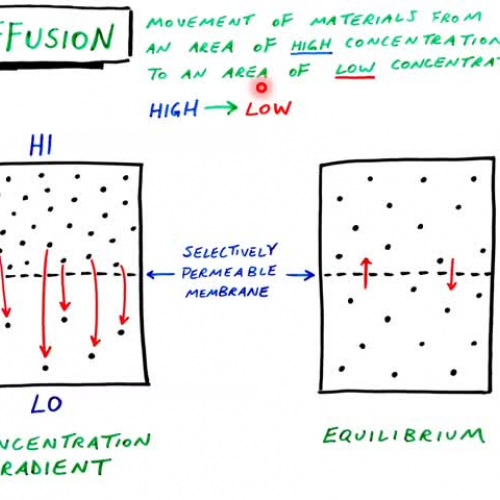 Diffusion