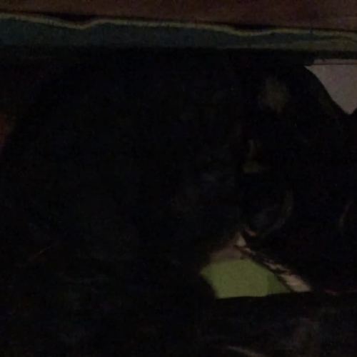 muscular strength hope video1