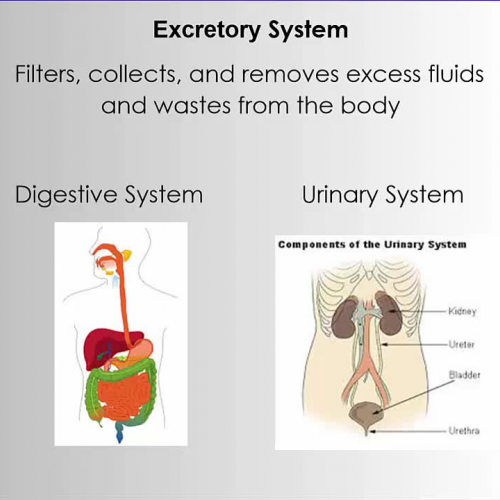 Digestive and Urinary Systems