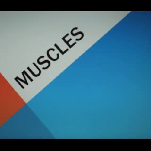 Muscles