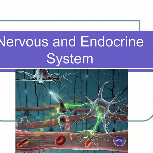 Nervous and Endocrine Systems