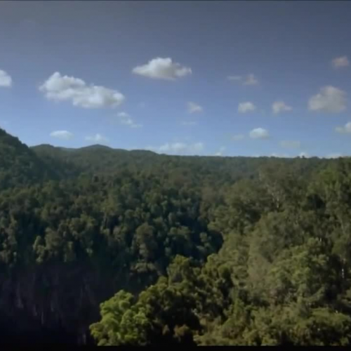 Rainforest Voiceovers