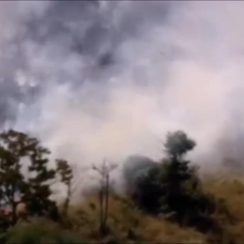 Rainforest voiceover