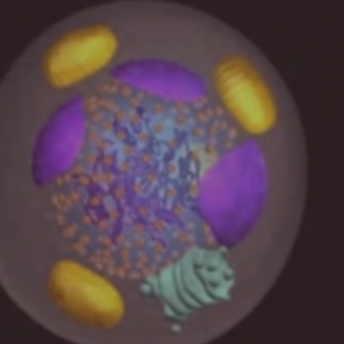 Cell Cycle Rap