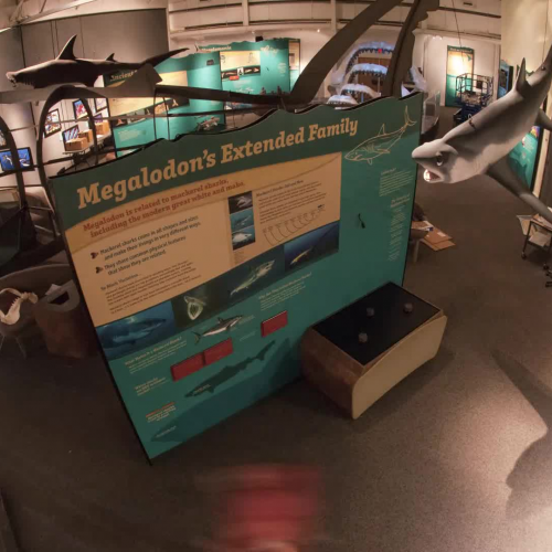 "Megalodon: Largest Shark that Ever Lived" exhibit install time lapse