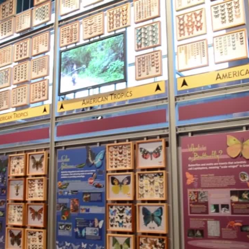 Florida Museum of Natural History's Butterfly Rainforest exhibit