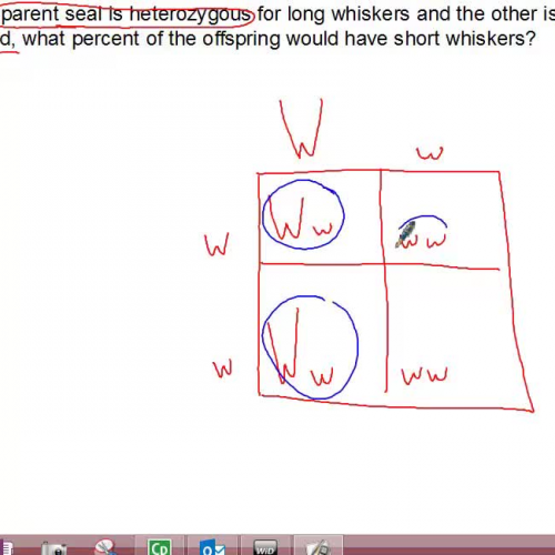 Punnett square practice 2 