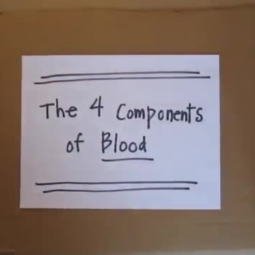The 4 Components of Blood