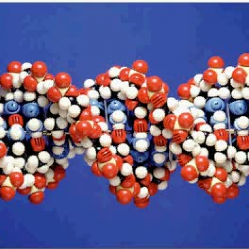 Basisstof 1 Het fenotype
