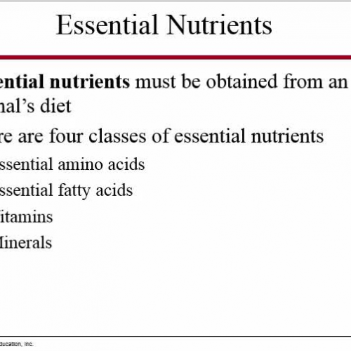 Chapter 33 Animal Nutrition Mini Lecture