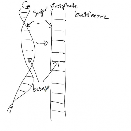 DNA Structure 