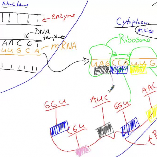 DNA Transcription & Translation