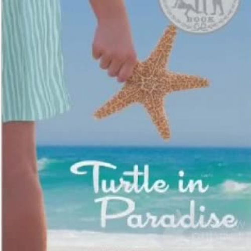 Turtle in Paradise