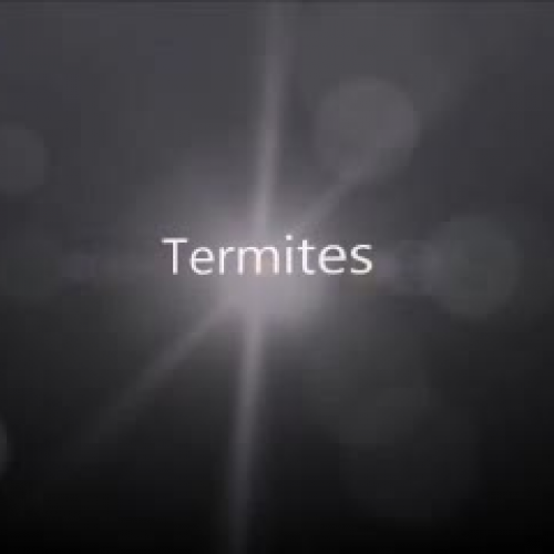 Termites