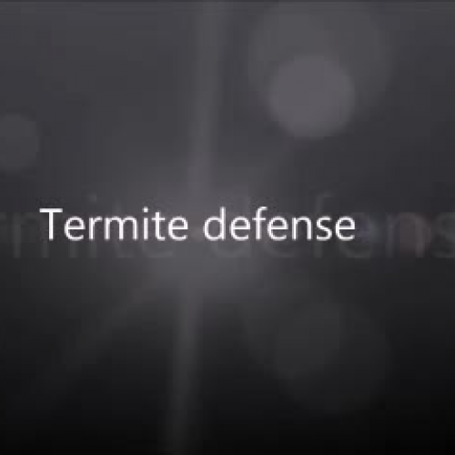 Termite Defense