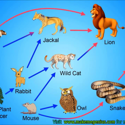 Food Chains