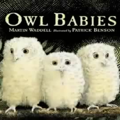 Owl Babies