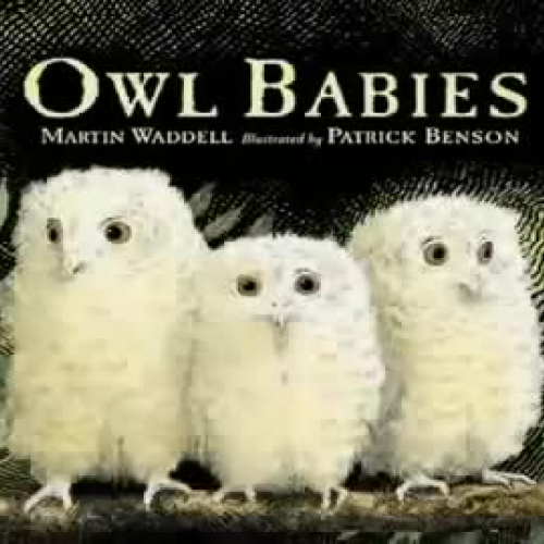 OWL BABIES  2.4