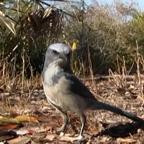 Expedition Florida: Florida Scrub Jay