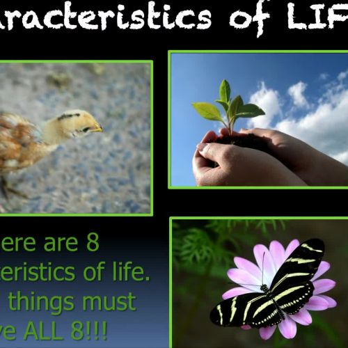 Ecosystem Objective #4