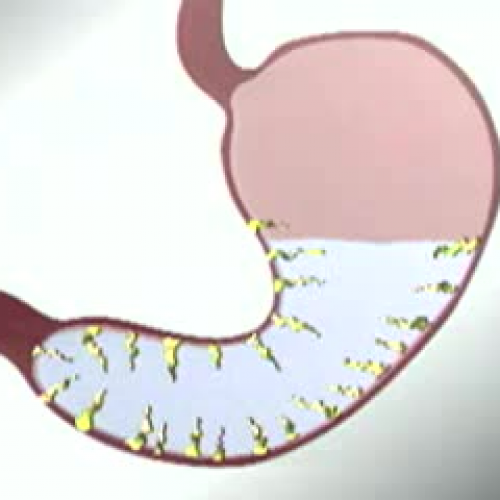 Food into Fuel - digestive system