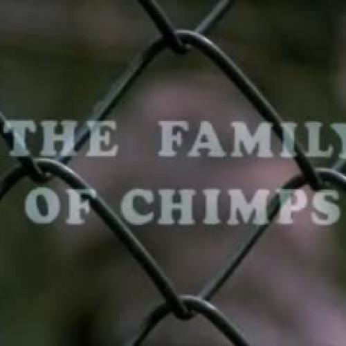 The family of chimps